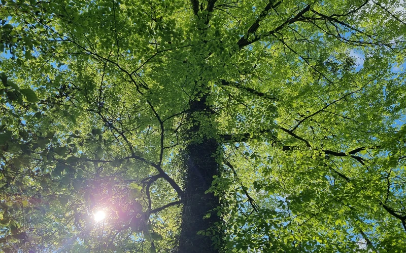 soleil à travers arbre